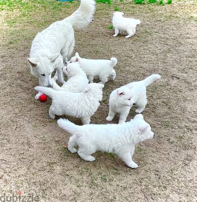 White German shepherd puppies جراوى وايت جيرمن شيبرد