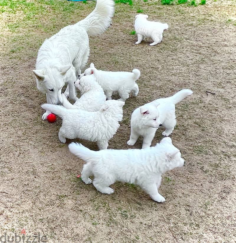 White German shepherd puppies جراوى وايت جيرمن شيبرد 0