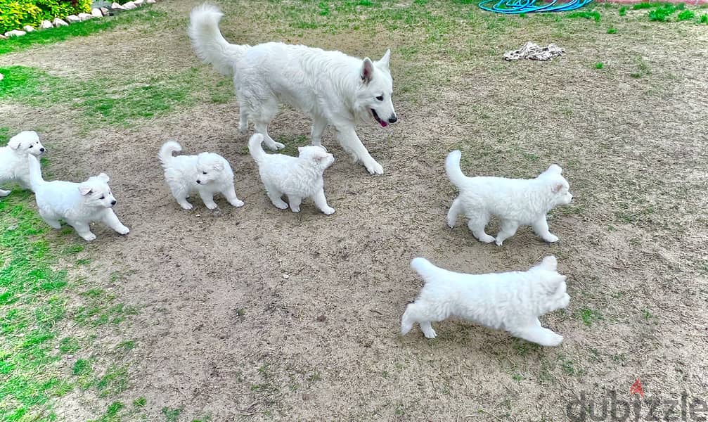 White German shepherd puppies جراوى وايت جيرمن شيبرد 1