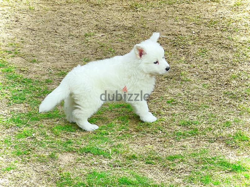 White German shepherd puppies جراوى وايت جيرمن شيبرد 2