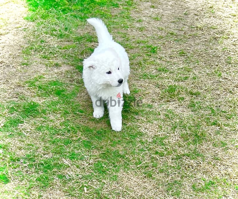 White German shepherd puppies جراوى وايت جيرمن شيبرد 3