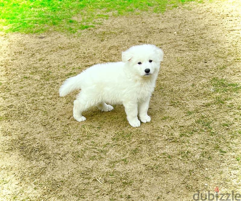 White German shepherd puppies جراوى وايت جيرمن شيبرد 4