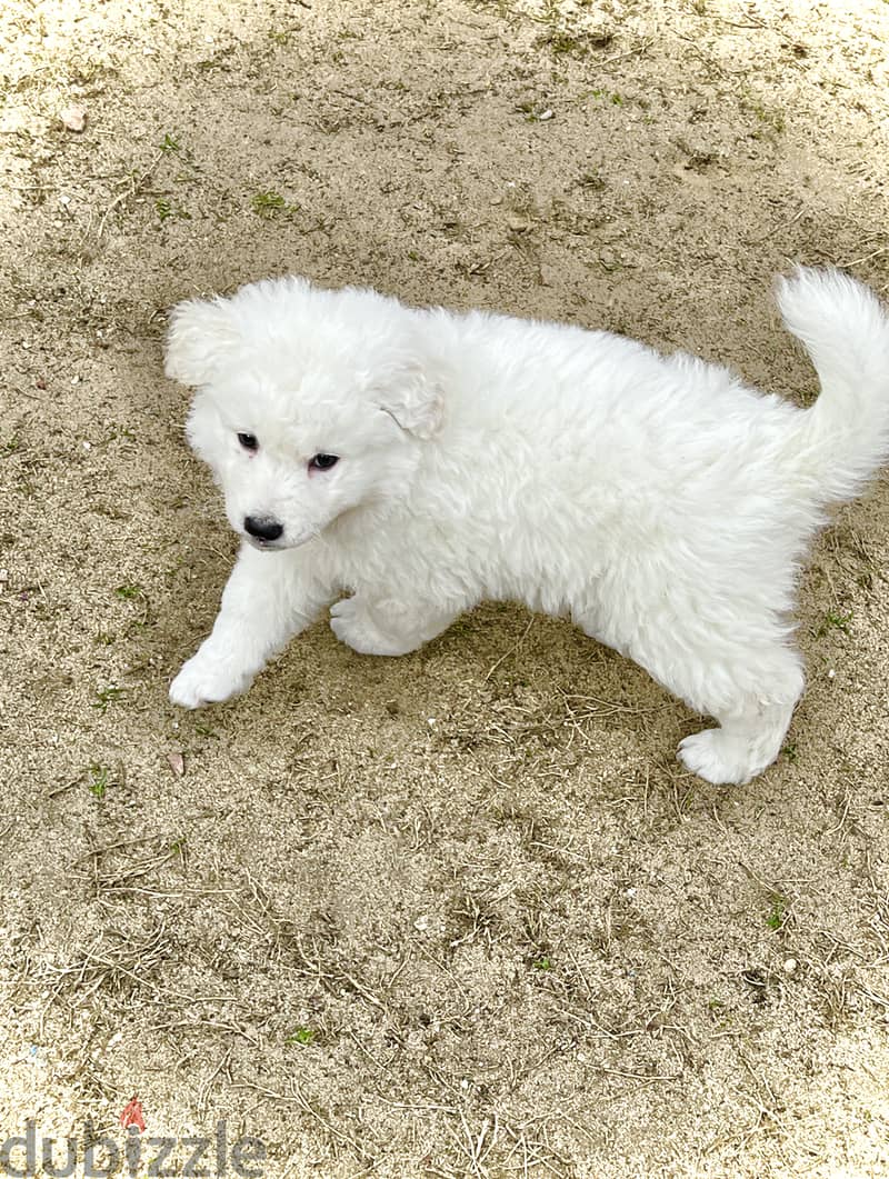 White German shepherd puppies جراوى وايت جيرمن شيبرد 5