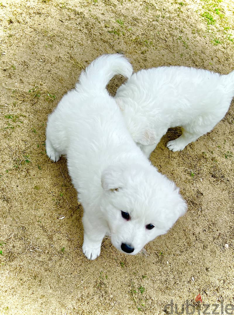 White German shepherd puppies جراوى وايت جيرمن شيبرد 6