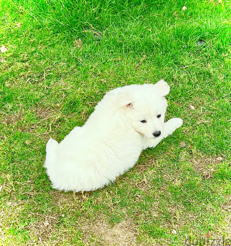 White German shepherd puppies جراوى وايت جيرمن شيبرد 7