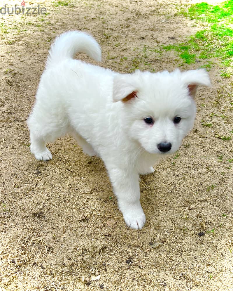 White German shepherd puppies جراوى وايت جيرمن شيبرد 8