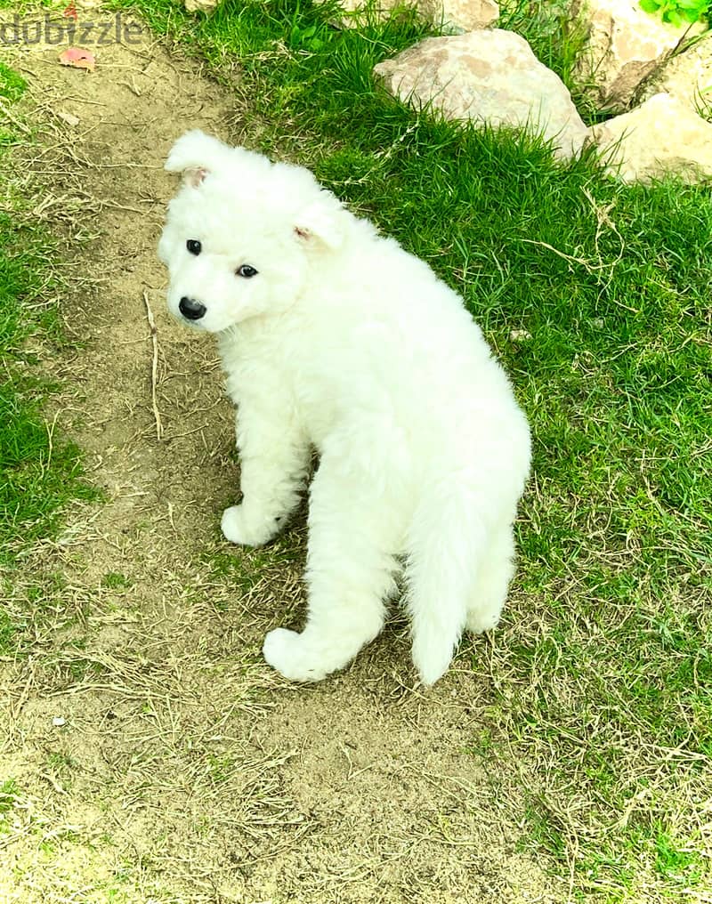 White German shepherd puppies جراوى وايت جيرمن شيبرد 9