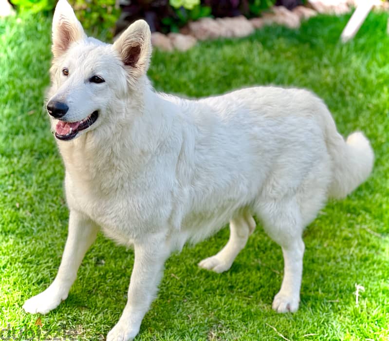 White German shepherd puppies جراوى وايت جيرمن شيبرد 11