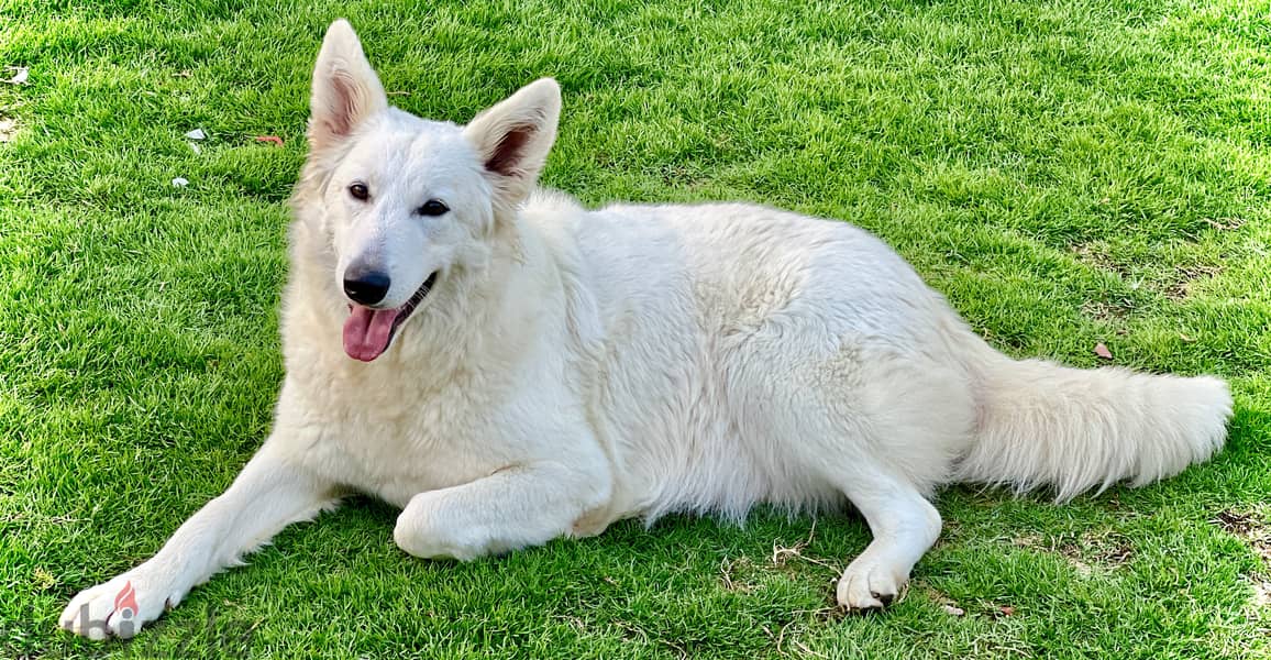 White German shepherd puppies جراوى وايت جيرمن شيبرد 12