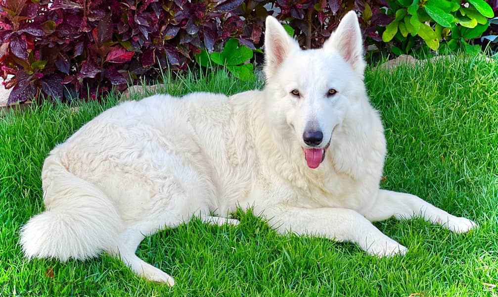 White German shepherd puppies جراوى وايت جيرمن شيبرد 13