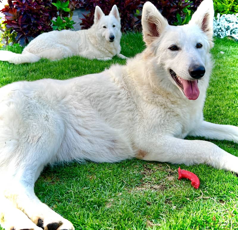 White German shepherd puppies جراوى وايت جيرمن شيبرد 14