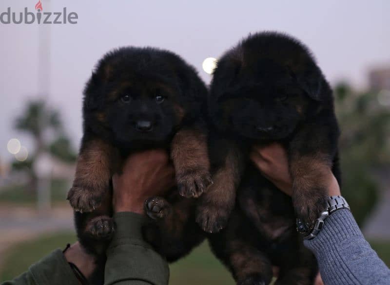 Male German shepherd puppies Female جراوي جيرمن شيبرد ذكر ولد بنت انثي 1