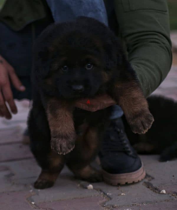 Male German shepherd puppies Female جراوي جيرمن شيبرد ذكر ولد بنت انثي 3