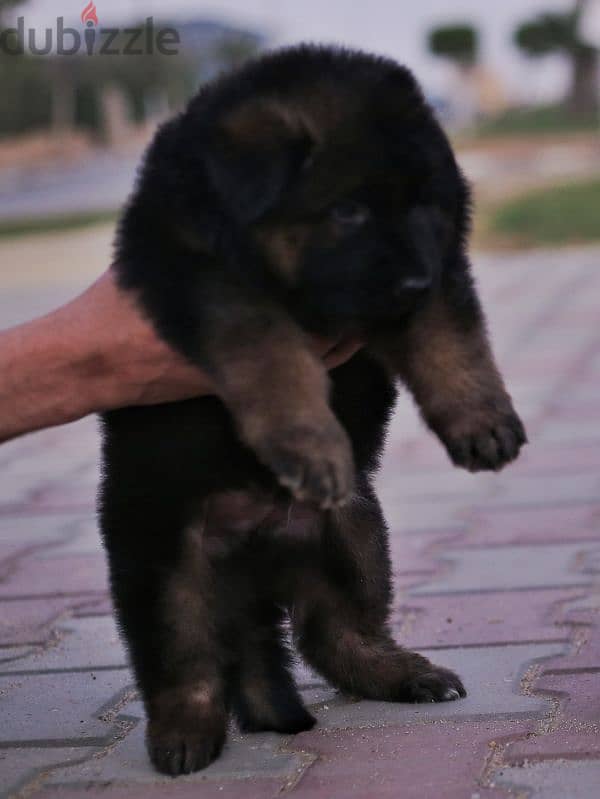 Male German shepherd puppies Female جراوي جيرمن شيبرد ذكر ولد بنت انثي 5