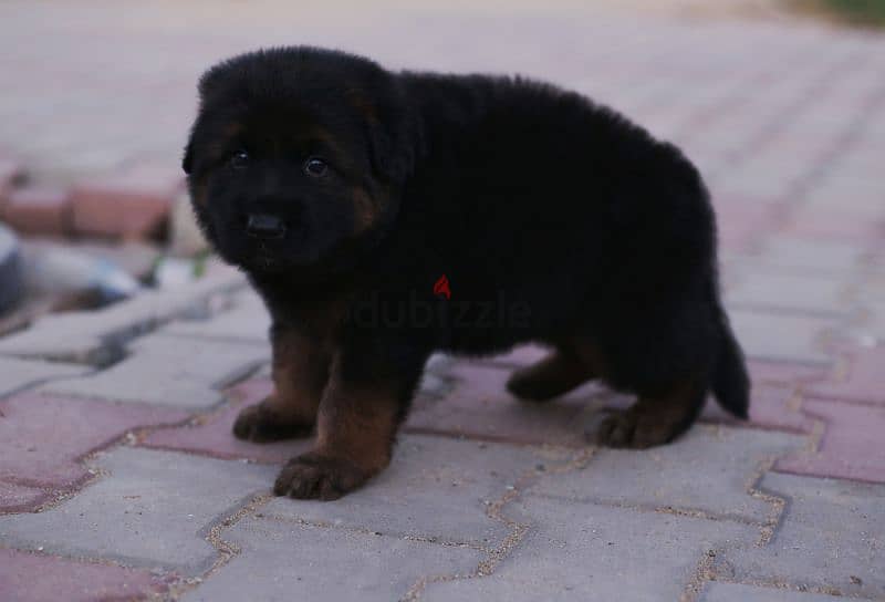 Male German shepherd puppies Female جراوي جيرمن شيبرد ذكر ولد بنت انثي 2