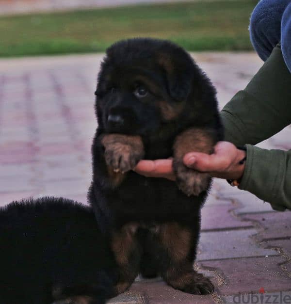 Male German shepherd puppies Female جراوي جيرمن شيبرد ذكر ولد بنت انثي 6