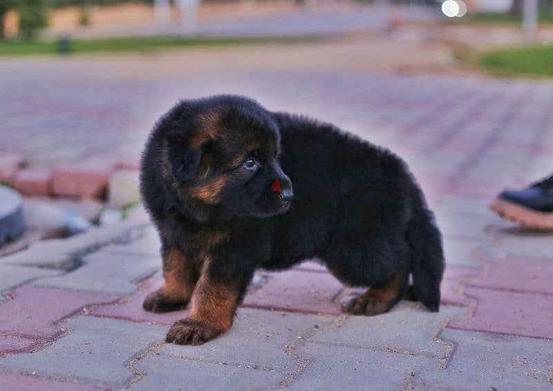 Male German shepherd puppies Female جراوي جيرمن شيبرد ذكر ولد بنت انثي 4