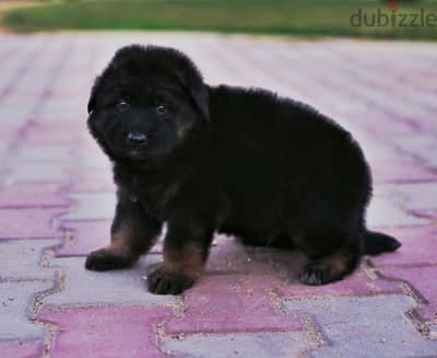 Male German shepherd puppies Female جراوي جيرمن شيبرد ذكر ولد بنت انثي