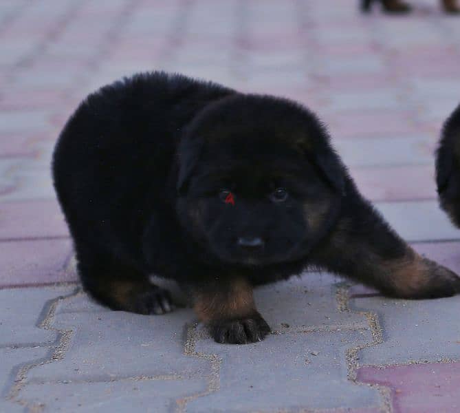 Male German shepherd puppies Female جراوي جيرمن شيبرد ذكر ولد بنت انثي 7