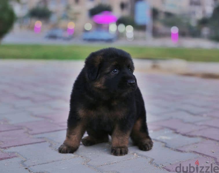 Male German shepherd puppies Female جراوي جيرمن شيبرد ذكر ولد بنت انثي 8