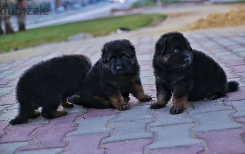 Male German shepherd puppies Female جراوي جيرمن شيبرد ذكر ولد بنت انثي 9