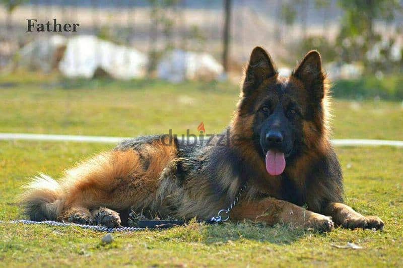 Male German shepherd puppies Female جراوي جيرمن شيبرد ذكر ولد بنت انثي 11