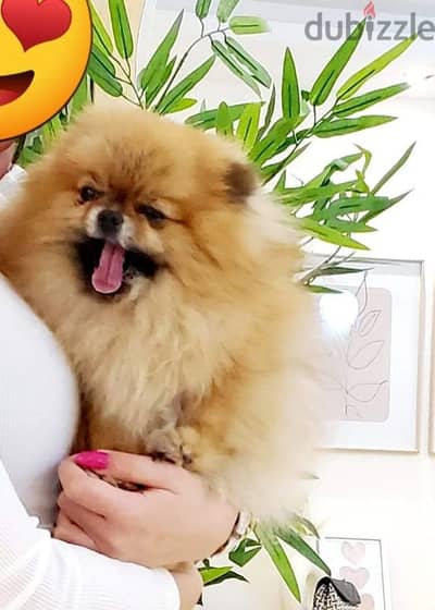 أجمل و اطعم جراوى pomeranian بومرانيان