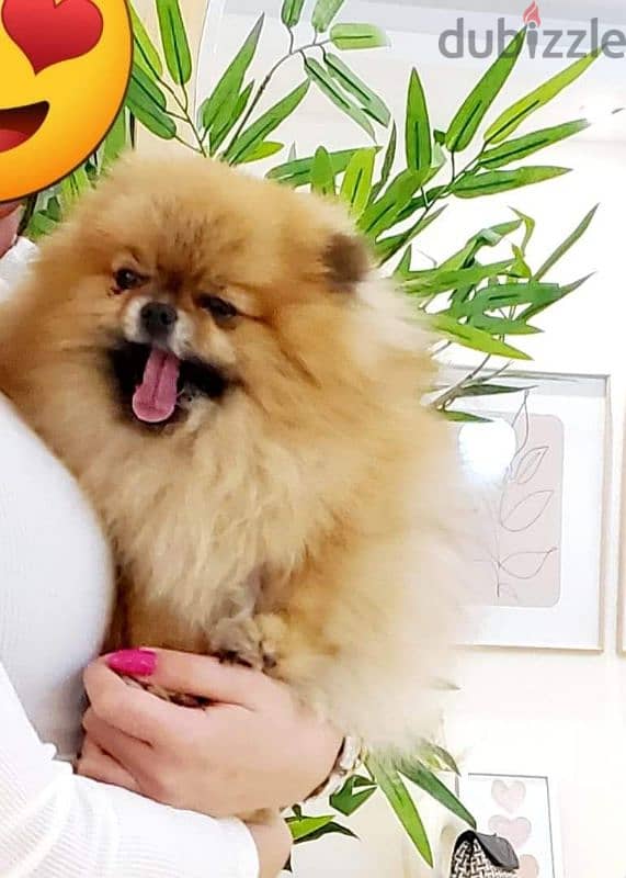 أجمل و اطعم جراوى pomeranian بومرانيان 0