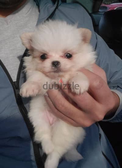 أجمل و اطعم جراوى pomeranian بومرانيان