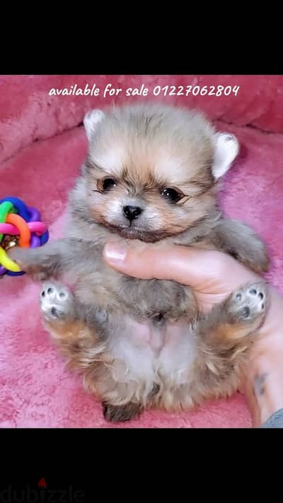 أجمل و اطعم جراوى pomeranian بومرانيان