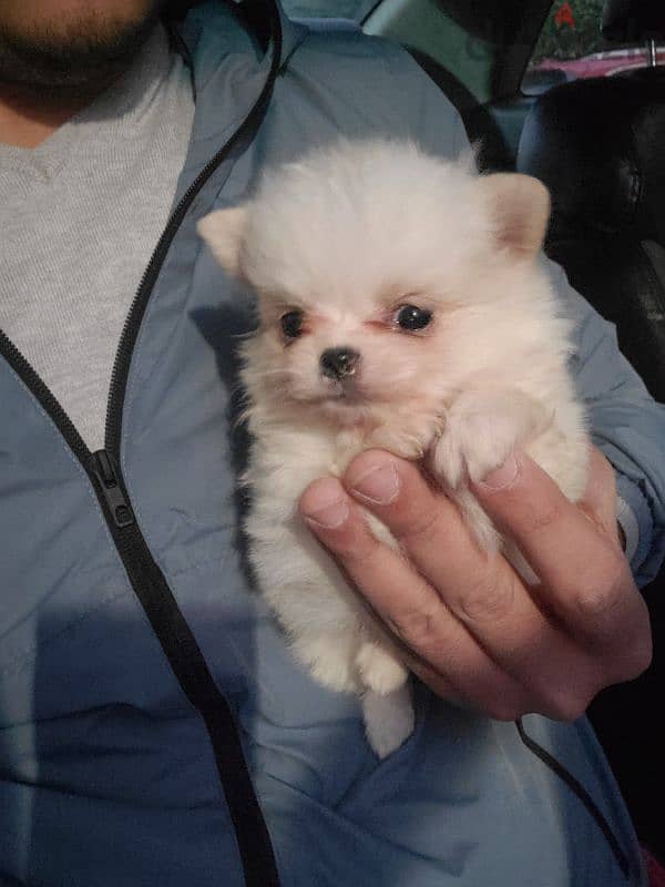 أجمل و اطعم جراوى pomeranian بومرانيان 3