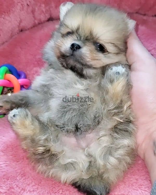 أجمل و اطعم جراوى pomeranian بومرانيان 4