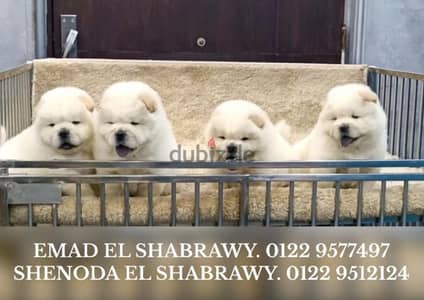 نتايه تشاو تشاو Chow Chow