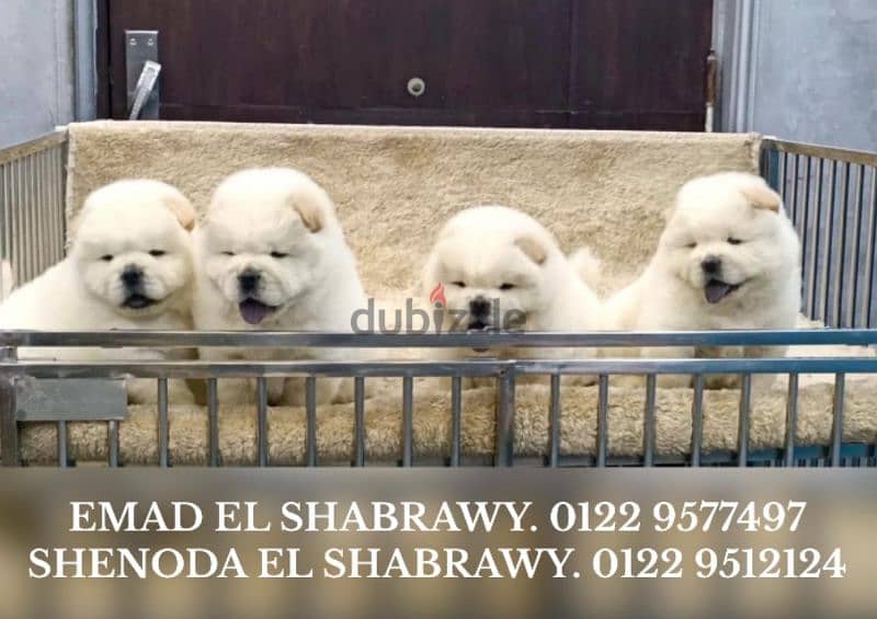 نتايه تشاو تشاو Chow Chow 0