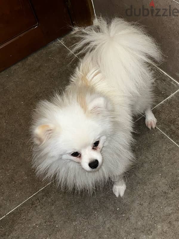 pomeranian from Russian 2