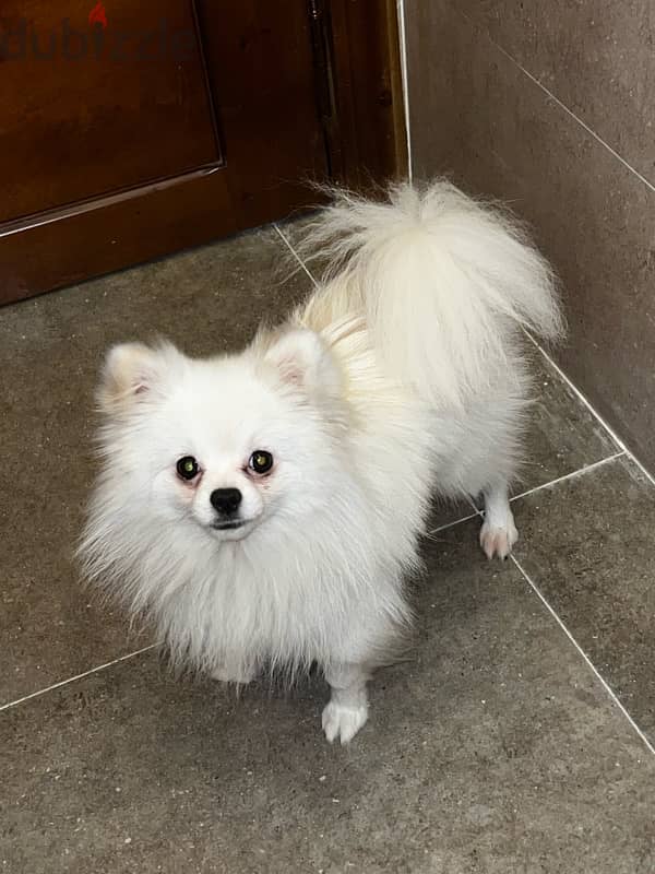 pomeranian from Russian 10