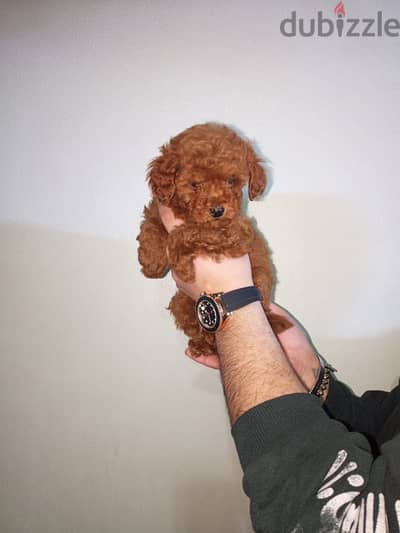 mini_teacup_poodle_female