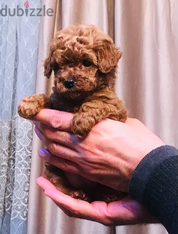 mini_teacup_poodle_female 1