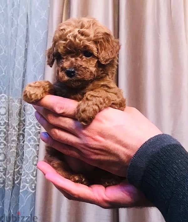 mini_teacup_poodle_female 3