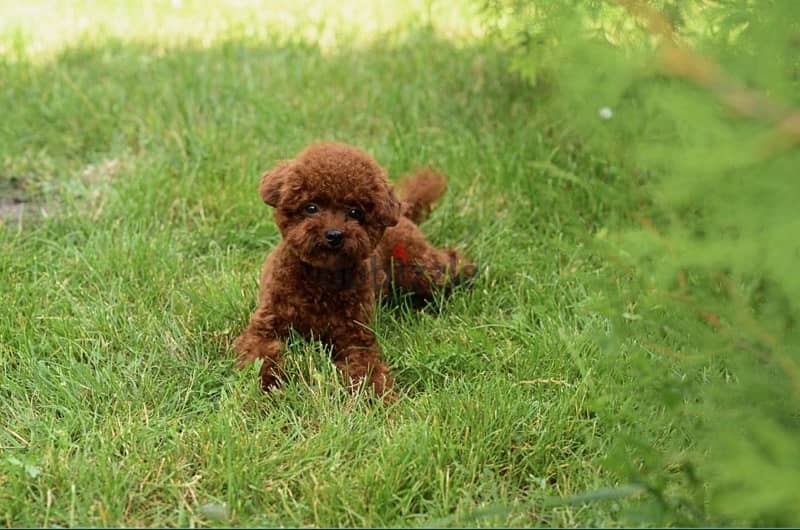 mini_teacup_poodle_female 4