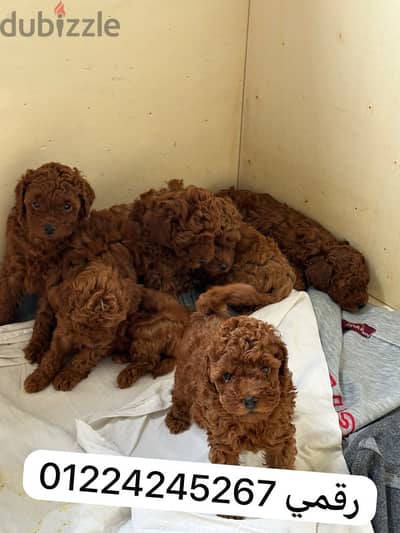 toy__poodle __45 days