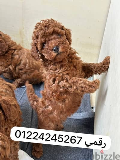 toy poodle 45 days male female