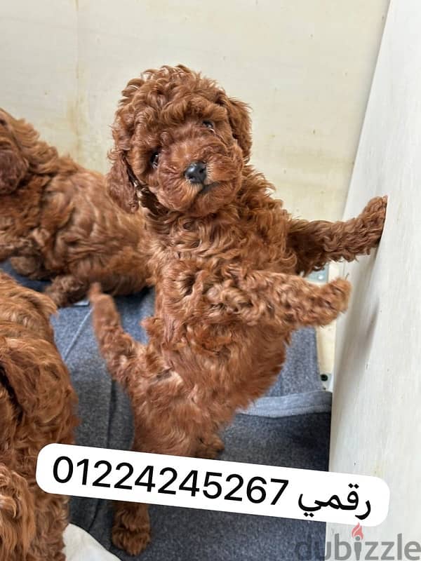 toy poodle 45 days male female 0