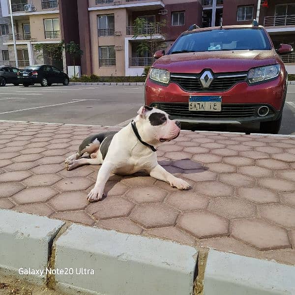 American Bully 18 Month for sale 2