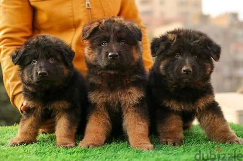 puppies German shepherd male and female جراوى جيرمن شيبرد دكر انثى 2