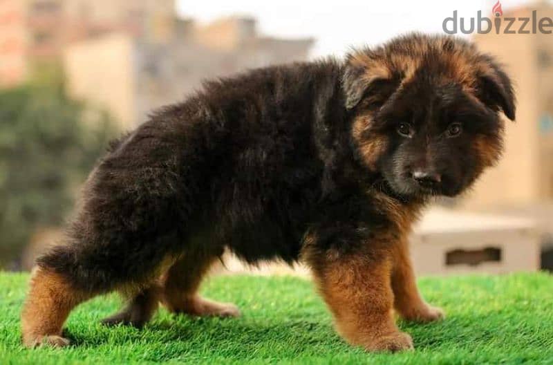 puppies German shepherd male and female جراوى جيرمن شيبرد دكر انثى 4