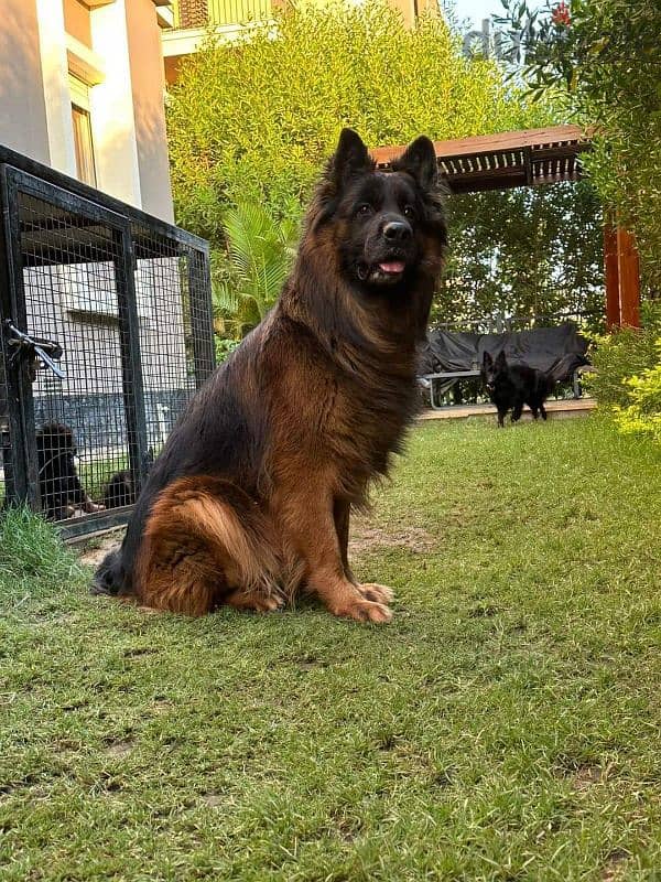 puppies German shepherd male and female جراوى جيرمن شيبرد دكر انثى 8