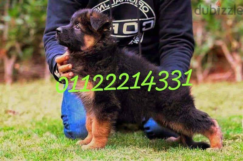 puppies German shepherd male and female 1