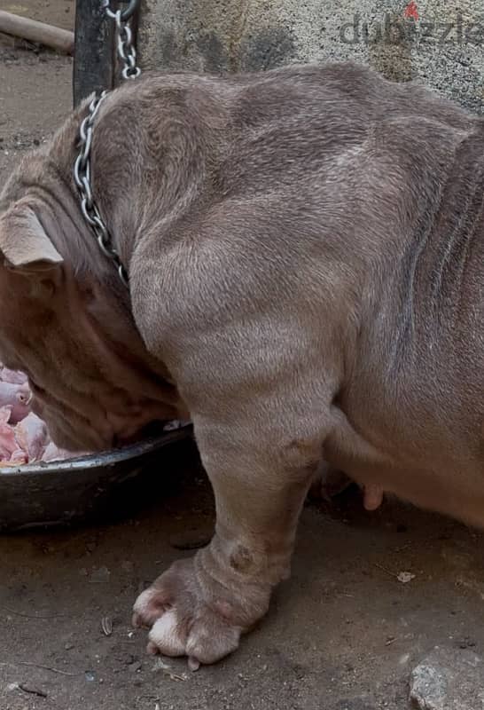 American  Bully female اقوي نتايه بولي ف مصر 1