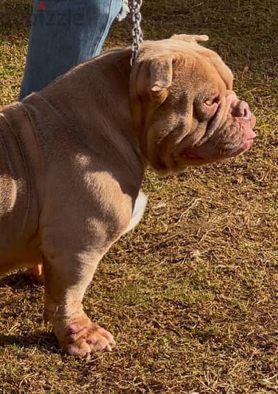 American  Bully female اقوي نتايه بولي ف مصر